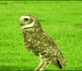 A clever owl, I have a special hunting technique.,好聪明的猫头鹰，我有特别的捕食技巧！